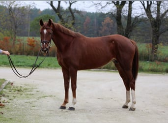 Belgian Warmblood, Mare, 7 years, 15.3 hh, Chestnut-Red