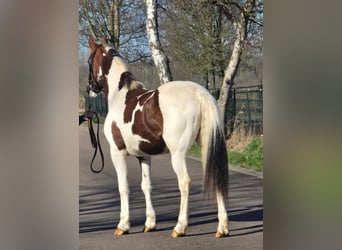 Belgian Warmblood, Mare, 7 years, 15.3 hh, Pinto