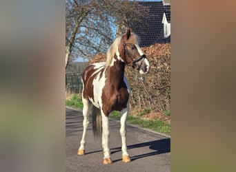 Belgian Warmblood, Mare, 7 years, 15,3 hh, Pinto