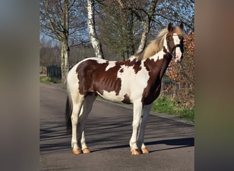 Belgian Warmblood, Mare, 7 years, 15,3 hh, Pinto