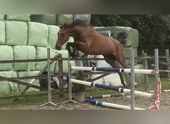 Belgian Warmblood, Mare, 7 years, 16.1 hh, Brown