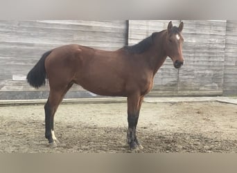 Belgian Warmblood, Mare, 7 years, 16.1 hh, Brown