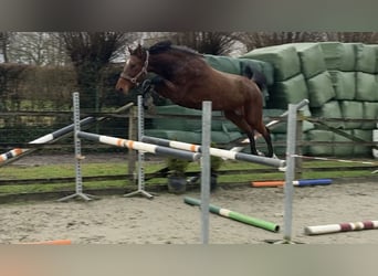 Belgian Warmblood, Mare, 7 years, 16.1 hh, Brown
