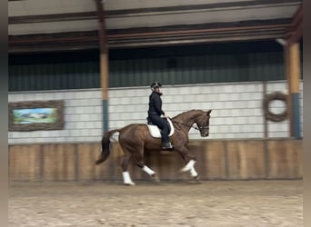 Belgian Warmblood, Mare, 7 years, 16,1 hh, Chestnut-Red