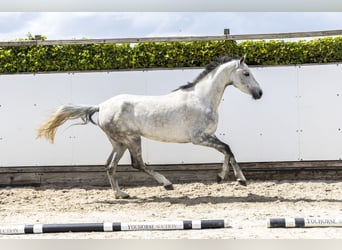 Belgian Warmblood, Mare, 7 years, 16.1 hh, Grey