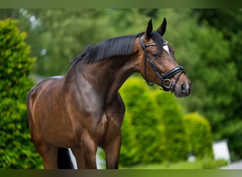 Belgian Warmblood, Mare, 7 years, 16,2 hh, Bay-Dark