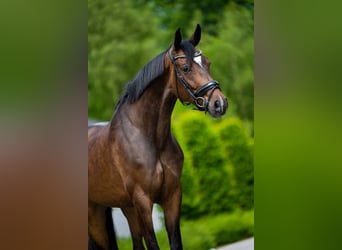 Belgian Warmblood, Mare, 7 years, 16,2 hh, Bay-Dark