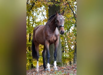 Belgian Warmblood, Mare, 7 years, 16.2 hh, Brown