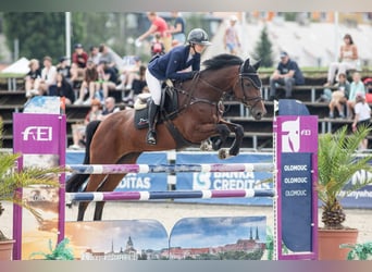 Belgian Warmblood, Mare, 7 years, 16,2 hh, Brown