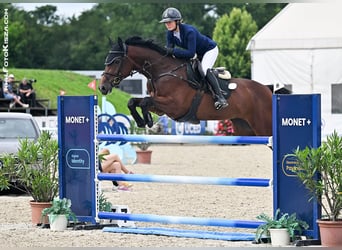 Belgian Warmblood, Mare, 7 years, 16,2 hh, Brown