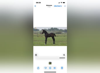 Belgian Warmblood, Mare, 7 years, 16.3 hh, Bay-Dark