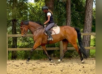 Belgian Warmblood, Mare, 7 years, 16 hh, Brown