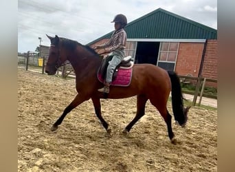 Belgian Warmblood, Mare, 7 years, 16 hh, Brown