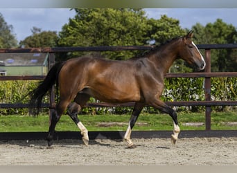 Belgian Warmblood, Mare, 7 years, 16 hh, Brown