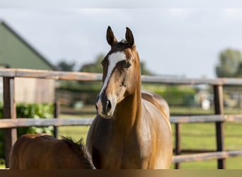 Belgian Warmblood, Mare, 7 years, 16 hh, Brown