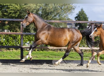 Belgian Warmblood, Mare, 7 years, 16 hh, Brown