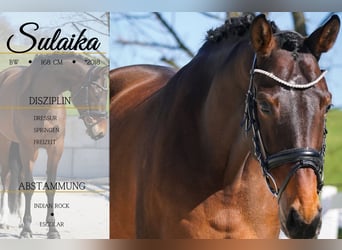Belgian Warmblood, Mare, 7 years, 16,1 hh, Brown