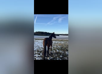 Belgian Warmblood, Mare, 7 years, 16,1 hh, Brown