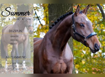 Belgian Warmblood, Mare, 7 years, 16,2 hh, Brown