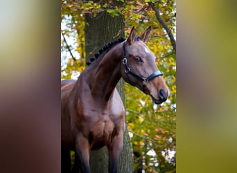 Belgian Warmblood, Mare, 7 years, 16,2 hh, Brown