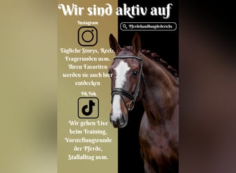 Belgian Warmblood, Mare, 7 years, 16,2 hh, Chestnut