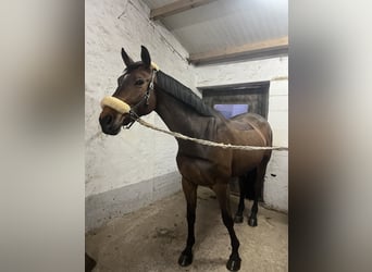 Belgian Warmblood, Mare, 7 years, Bay-Dark