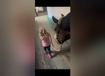 Belgian Warmblood, Mare, 7 years, Bay-Dark