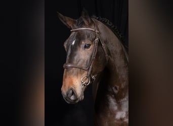 Belgian Warmblood, Mare, 7 years, Brown