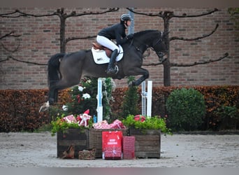 Belgian Warmblood, Mare, 7 years, Brown