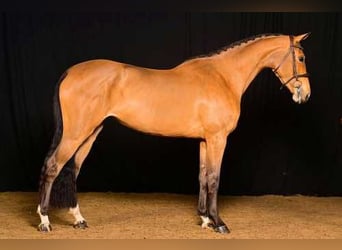 Belgian Warmblood, Mare, 7 years, Grey-Blue-Tan