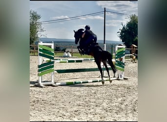 Belgian Warmblood, Mare, 8 years, 14 hh, Smoky-Black