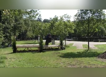Belgian Warmblood, Mare, 8 years, 14 hh, Smoky-Black