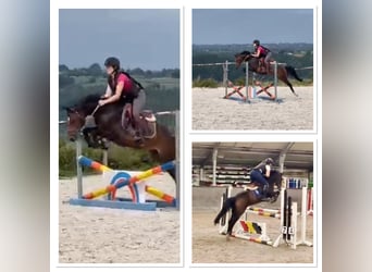 Belgian Warmblood, Mare, 8 years, 14 hh, Smoky-Black