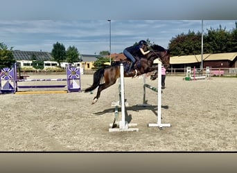 Belgian Warmblood, Mare, 8 years, 14 hh, Smoky-Black
