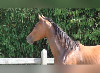 Belgisches Warmblut, Stute, 8 Jahre, 15,3 hh, Brauner