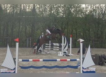 Belgisches Warmblut, Stute, 8 Jahre, 15,3 hh, Brauner