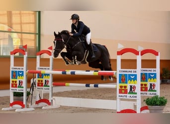 Belgisches Warmblut, Stute, 8 Jahre, 16,1 hh, Dunkelbrauner