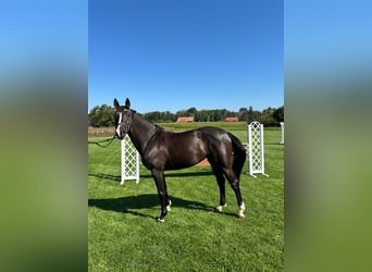 Belgisches Warmblut, Stute, 8 Jahre, 16,1 hh, Dunkelbrauner