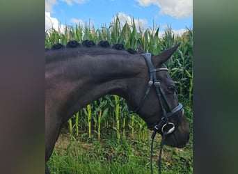 Belgian Warmblood, Mare, 8 years, 16.1 hh, Black