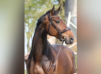 Belgian Warmblood, Mare, 8 years, 16.1 hh, Brown