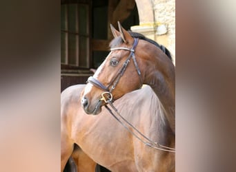 Belgian Warmblood, Mare, 8 years, 16.1 hh, Brown