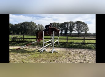 Belgian Warmblood, Mare, 8 years, 16,1 hh, Chestnut-Red