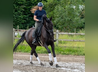 Belgisches Warmblut, Stute, 8 Jahre, 16,2 hh, Rappe