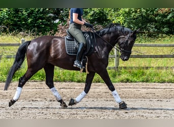 Belgisches Warmblut, Stute, 8 Jahre, 16,2 hh, Rappe