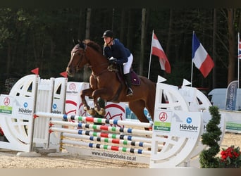Belgian Warmblood, Mare, 8 years, 16.3 hh, Chestnut