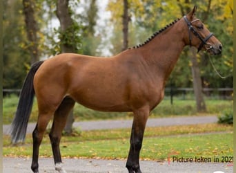 Belgian Warmblood, Mare, 8 years, 16 hh, Bay-Dark