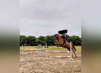 Belgian Warmblood, Mare, 8 years, 16 hh, Chestnut-Red