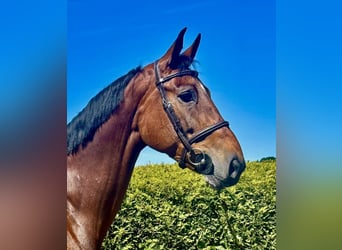 Belgian Warmblood, Mare, 8 years, 16,1 hh, Bay