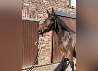 Belgian Warmblood, Mare, 8 years, 16,2 hh