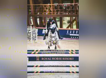 Belgian Warmblood, Mare, 8 years, 16,2 hh, Gray